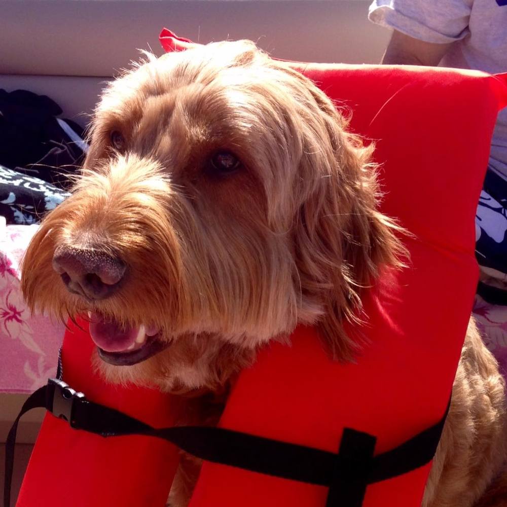 Meet your Posher, Susan